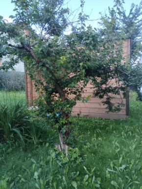 Коллективный сад номер 7, участок 58 в Новой Ляле - novaya-lyalya.yutvil.ru - фото 28 Коллективный сад номер 7, участок 58 в Новой Ляле - novaya-lyalya.yutvil.ru - фото 28