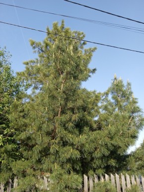 ул. Полынная,29 в Новой Ляле - novaya-lyalya.yutvil.ru - фото 18 ул. Полынная,29 в Новой Ляле - novaya-lyalya.yutvil.ru - фото 18